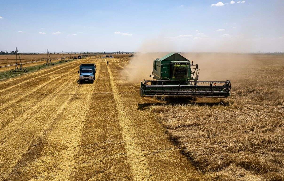 На украинском рынке пшеницы повторяются тенденции сезона 2020/21 - agroexpert.md