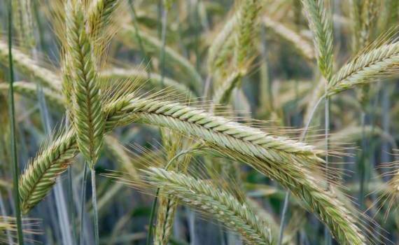 Выгоду от выращивания гибридной ржи ощутили британские фермеры - agroexpert.md   