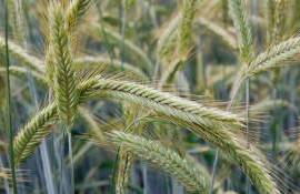 Выгоду от выращивания гибридной ржи ощутили британские фермеры - agroexpert.md   