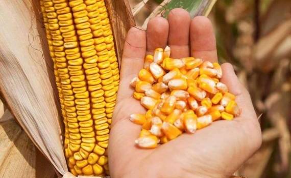 Спрос на кукурузу старого урожая в Украине остается высоким - agroexpert.md