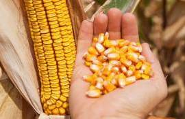 Спрос на кукурузу старого урожая в Украине остается высоким - agroexpert.md