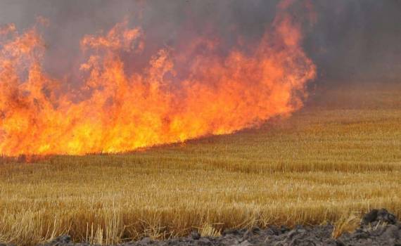 В Григориопольском районе пожар уничтожил 10 гектаров пшеницы - agroexpert.md