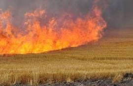 В Григориопольском районе пожар уничтожил 10 гектаров пшеницы - agroexpert.md