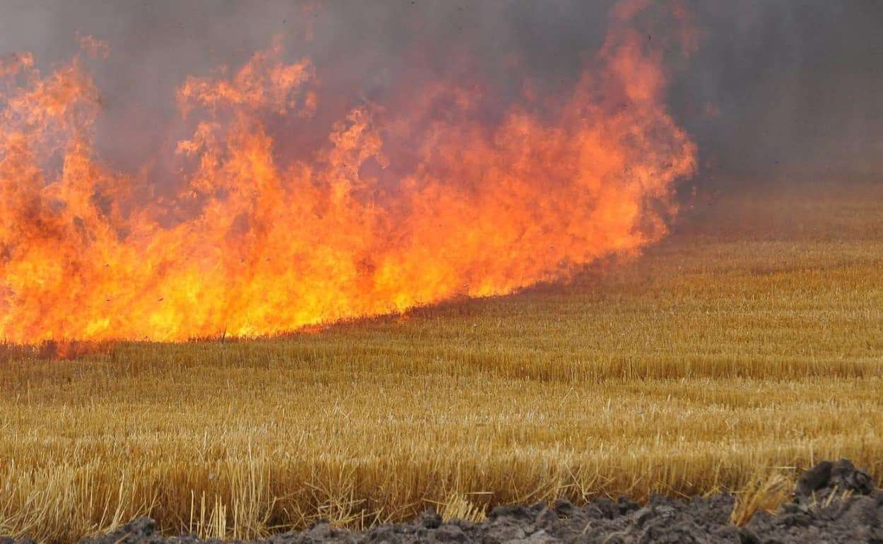В Григориопольском районе пожар уничтожил 10 гектаров пшеницы - agroexpert.md