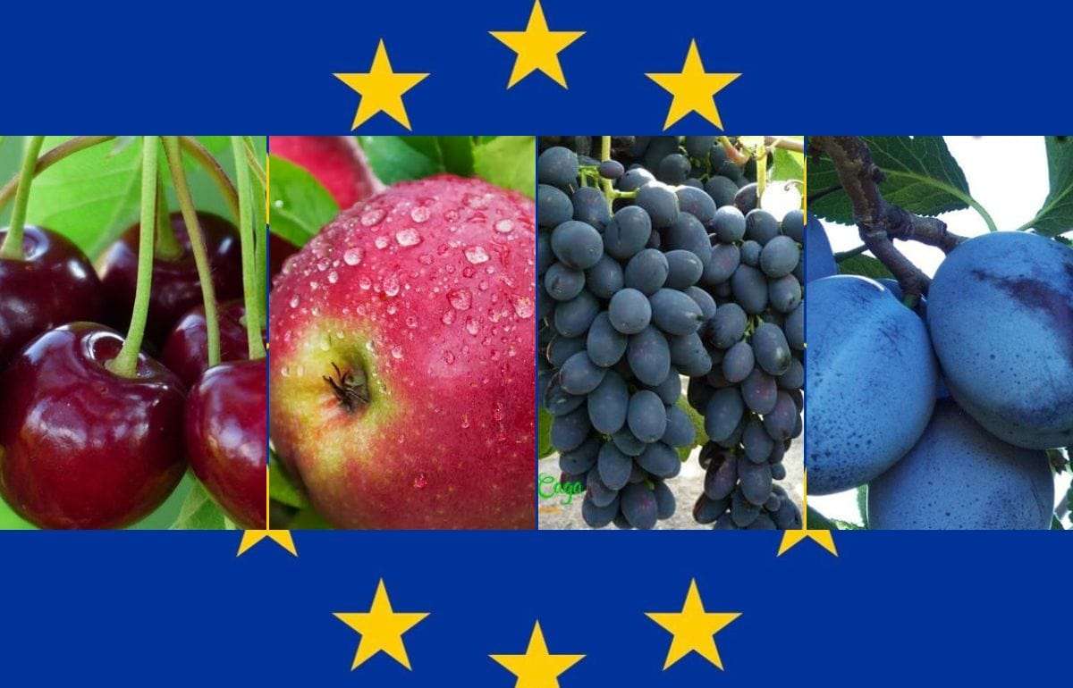 ЕС значительно увеличивает экспортные квоты для сельхозпродукции Молдовы - agroexpert.md
