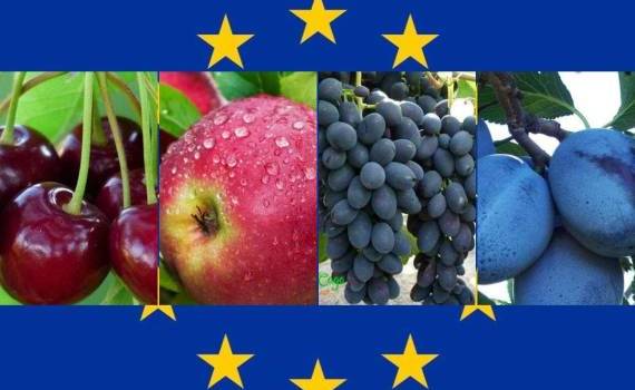 ЕС значительно увеличивает экспортные квоты для сельхозпродукции Молдовы - agroexpert.md