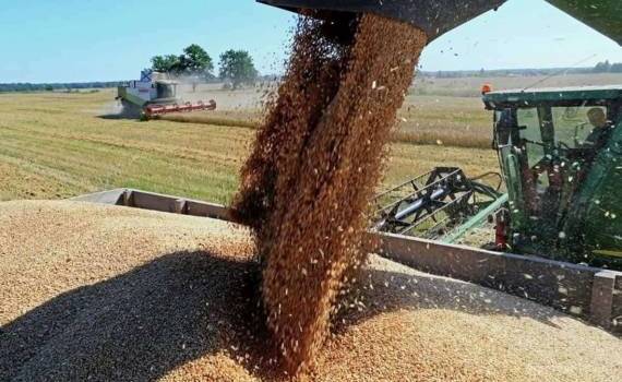 В Болгарии ожидают урожай пшеницы более 7 млн тонн - agroexpert.md