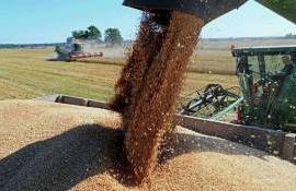 В Болгарии ожидают урожай пшеницы более 7 млн тонн - agroexpert.md