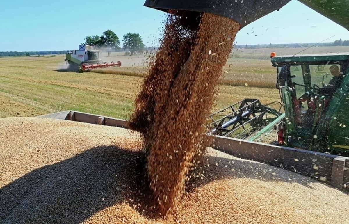 В Болгарии ожидают урожай пшеницы более 7 млн тонн - agroexpert.md