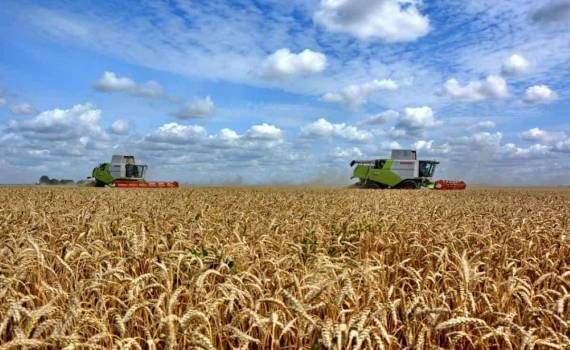 В Украине темпы уборки зерновых отстают от почти вдвое - agroexpert.md