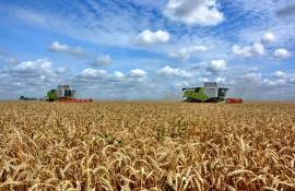 В Украине темпы уборки зерновых отстают от почти вдвое - agroexpert.md