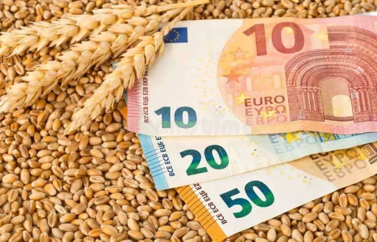 Европейский рынок пшеницы: в четверг цены продолжали снижаться - agroexpert.md