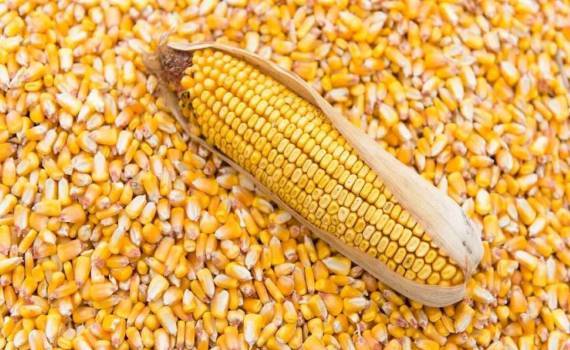 Спрос на украинскую кукурузу со стороны европейских покупателей ослаб - agroexpert.md