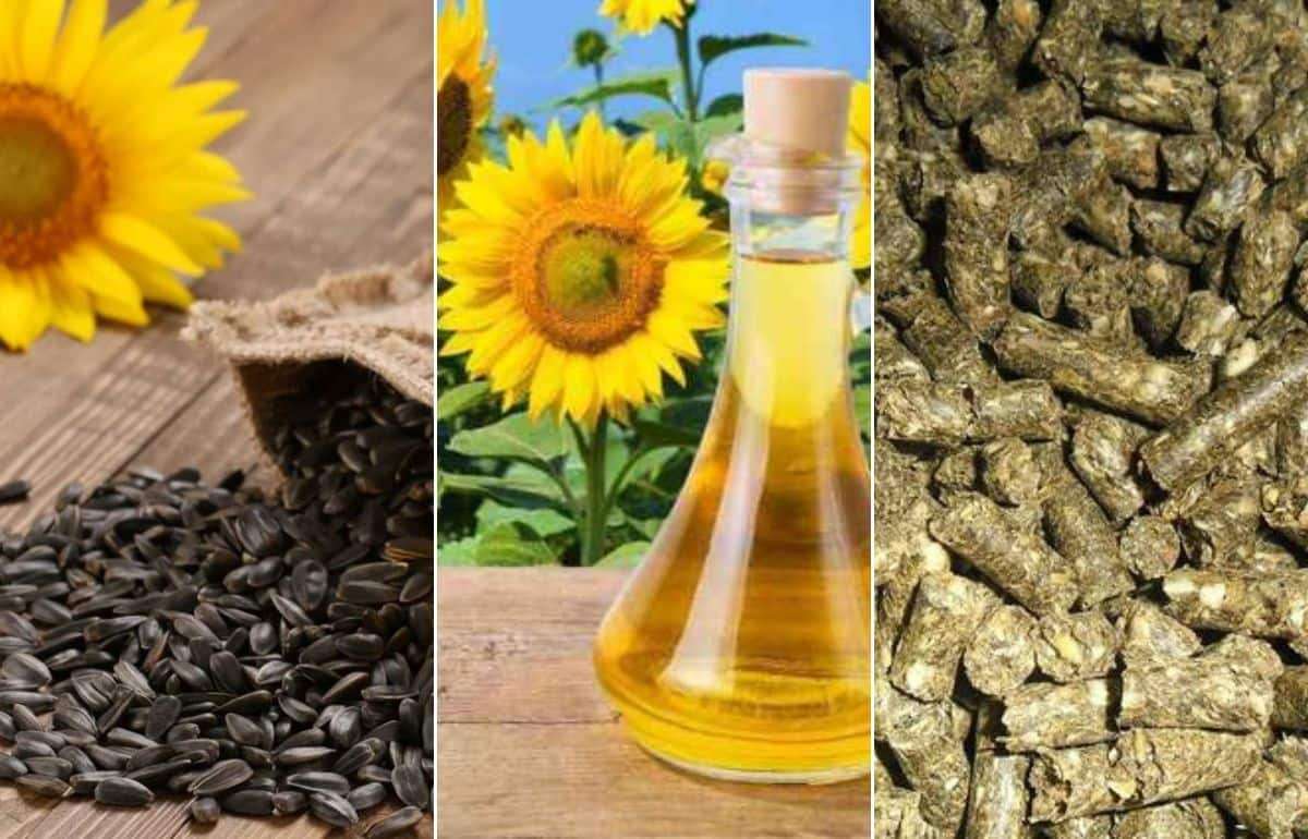 Экспортные пошлины на подсолнечное масло и шрот отменены в РФ - agroexpert.md