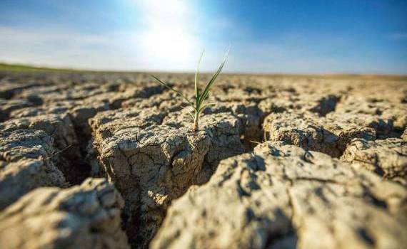 Риски засухи на годы вперёд: сможет ли Молдова адаптироваться? - agroexpert.md