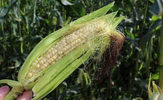 В Украине увеличили прогноз урожайности кукурузы несмотря на жару - agroexpert.md