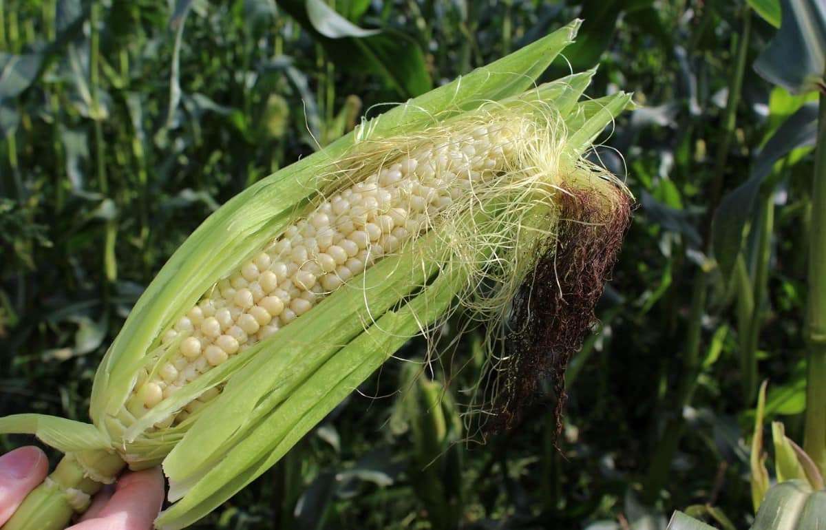 В Украине увеличили прогноз урожайности кукурузы несмотря на жару - agroexpert.md