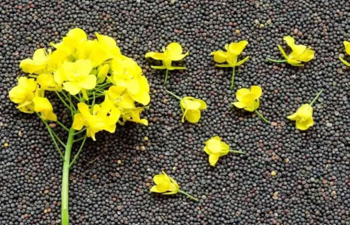 Анализ экспорта рапса из Молдовы: итоги июля 2025 года - agroexpert.md
