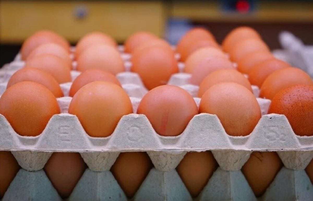 Объем экспорта яиц из Молдовы в страны ЕС резко возрос - agroexpert.md
