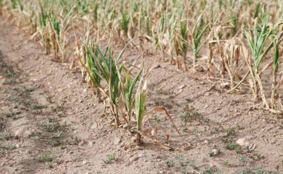 Слусарь: Кэушенский район просит признать ЧС в сельском хозяйстве - agroexpert.md