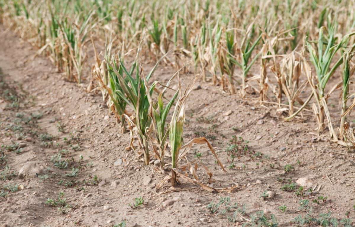Слусарь: Кэушенский район просит признать ЧС в сельском хозяйстве - agroexpert.md