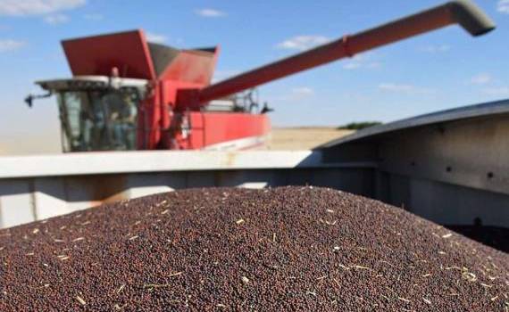 Exporturile de rapiță - agroexpert.md