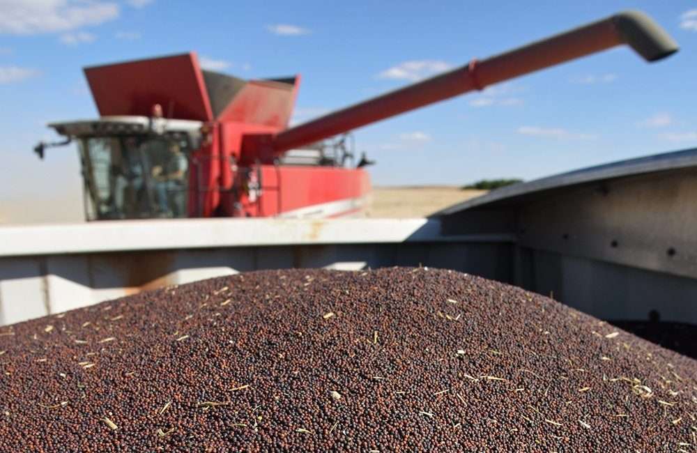 Exporturile de rapiță - agroexpert.md