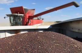Exporturile de rapiță - agroexpert.md