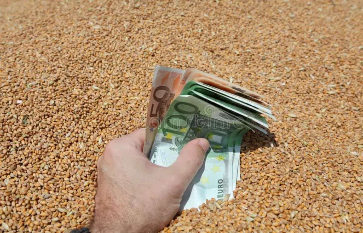 Европейский рынок пшеницы в понедельник: цены выросли на 1,9% - agroexpert.md