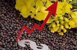 Осадки в Украине тормозят уборку рапса и толкают цены вверх - agroexpert.md
