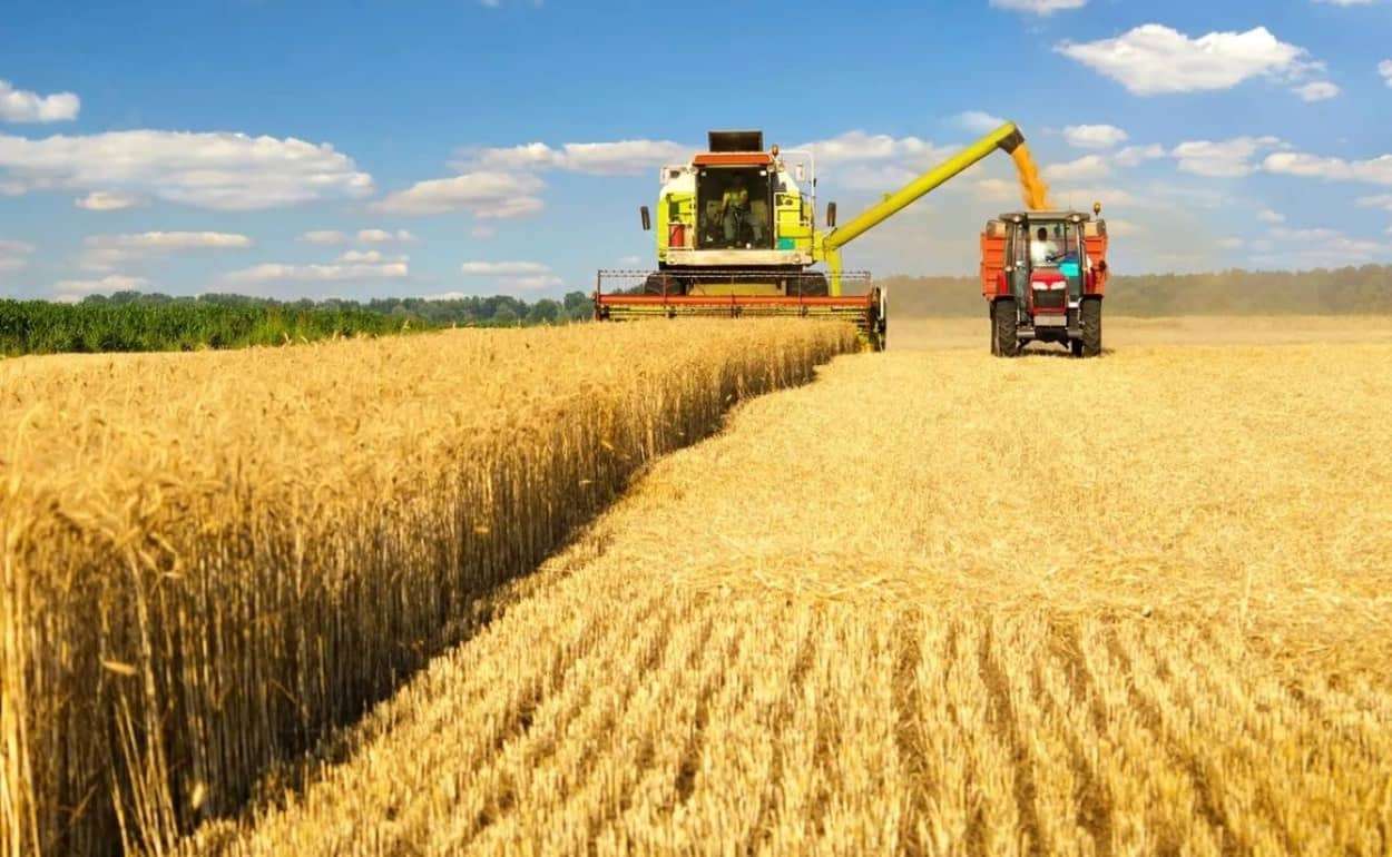 Прогноз урожая зерна в ЕС снижен, но он все равно превысит прошлогодний - agroexpert.md