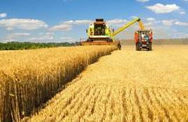 Прогноз урожая зерна в ЕС снижен, но он все равно превысит прошлогодний - agroexpert.md