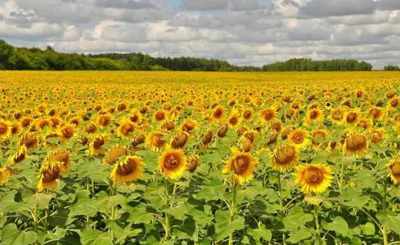 Казахстан переориентирует сельское хозяйство с пшеницы на подсолнечник - agroexpert.md