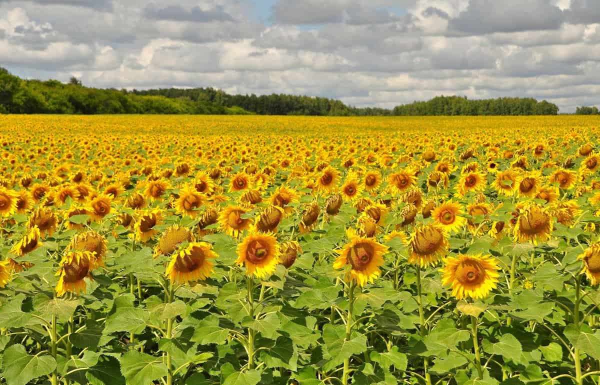 Казахстан переориентирует сельское хозяйство с пшеницы на подсолнечник - agroexpert.md