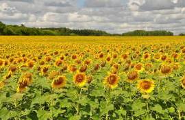 Казахстан переориентирует сельское хозяйство с пшеницы на подсолнечник - agroexpert.md