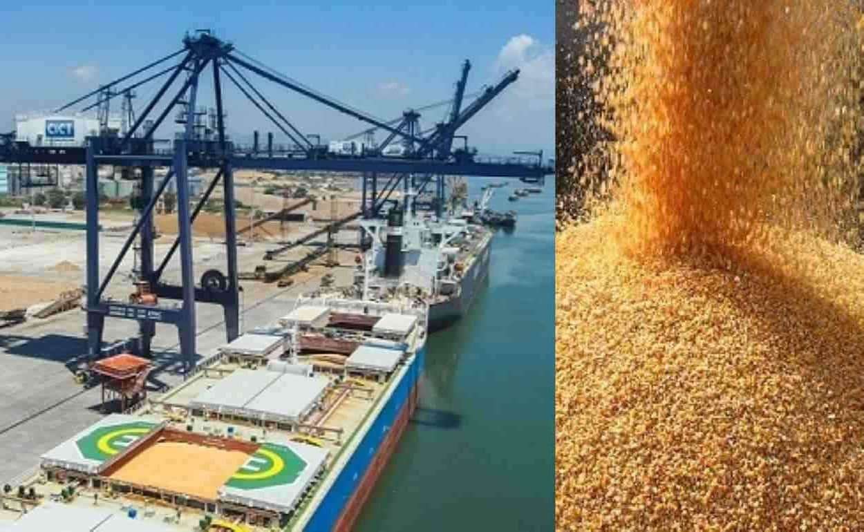 Китай тестирует нового поставщика кукурузы, готовится первая отгрузка - agroexpert.md