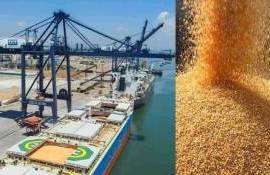 Китай тестирует нового поставщика кукурузы, готовится первая отгрузка - agroexpert.md