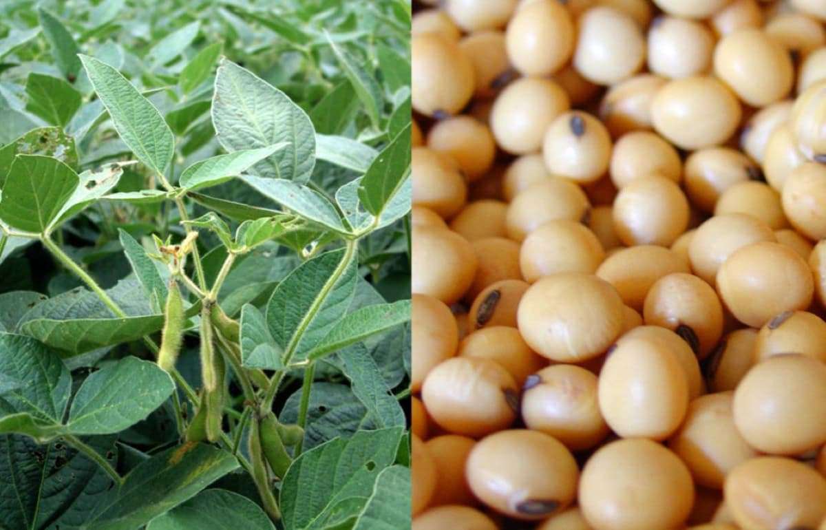 По уточненной оценке, производство сои в Украине в 2025 году снизится - agroexpert.md