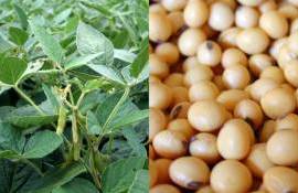 По уточненной оценке, производство сои в Украине в 2025 году снизится - agroexpert.md