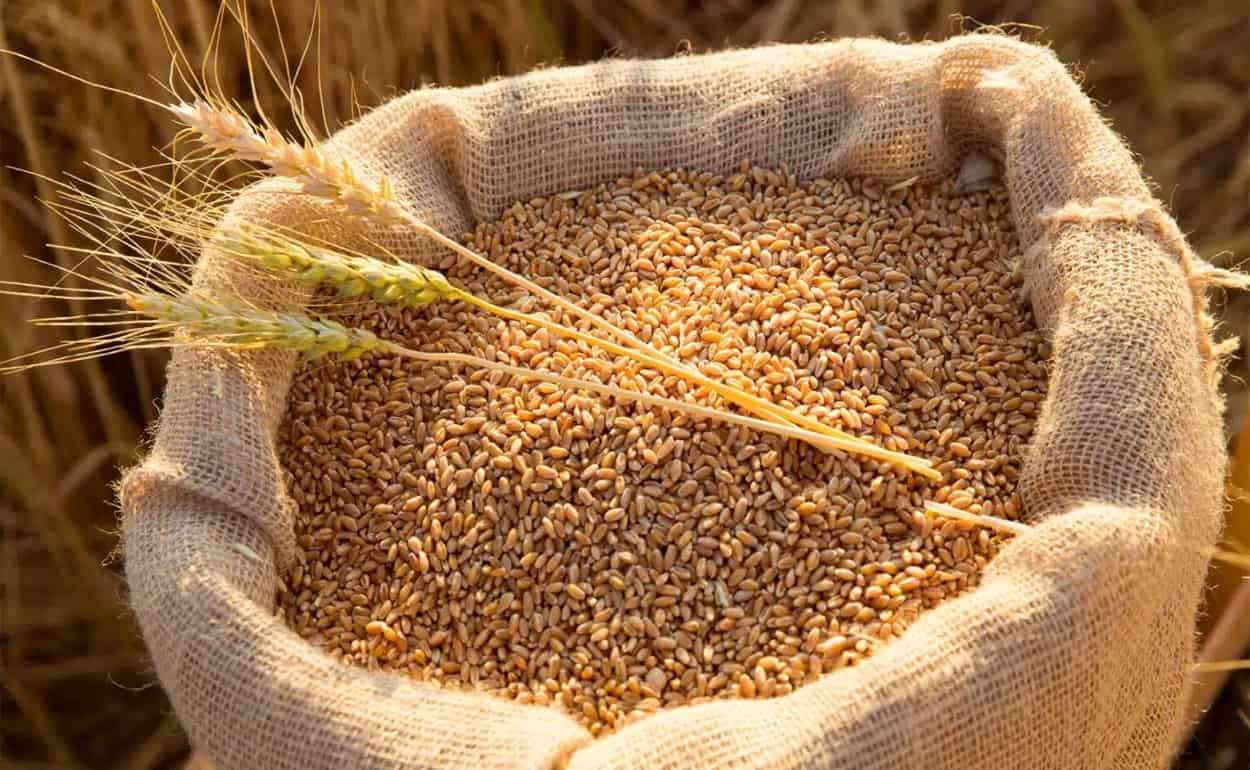 Рынок пшеницы в Украине: хранить зерно — разумное решение - agroexpert.md