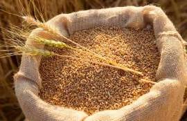 Рынок пшеницы в Украине: хранить зерно — разумное решение - agroexpert.md