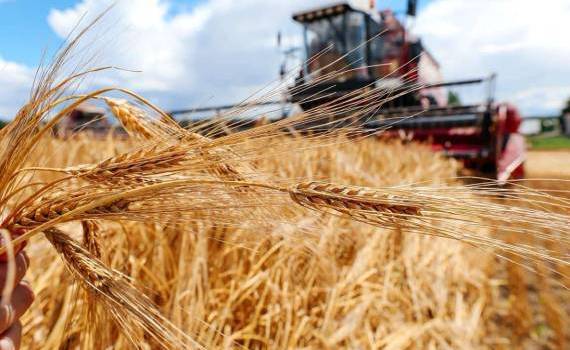 Урожайность озимых культур в ЕС превысит среднюю - agroexpert.md