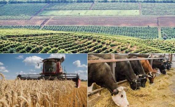 Объём агропроизводства в Молдове снизился на 5,8% в первом полугодии - agroexpert.md