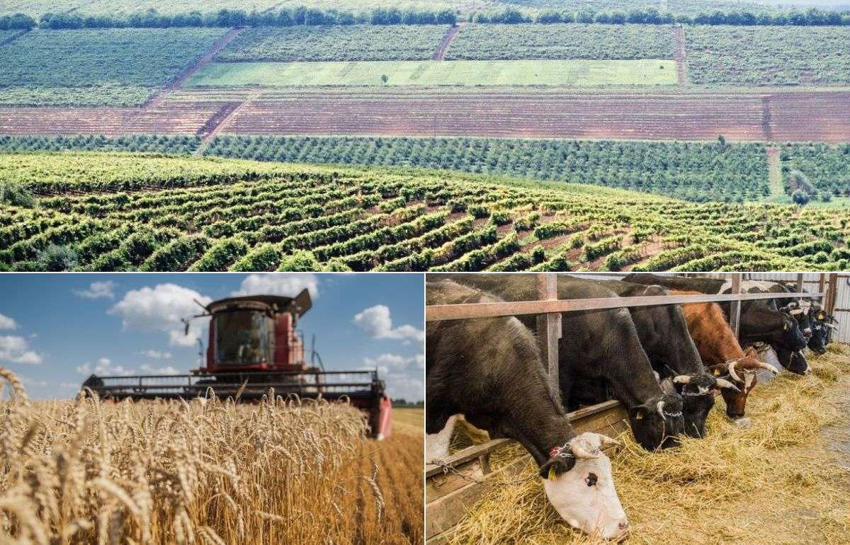 Объём агропроизводства в Молдове снизился на 5,8% в первом полугодии - agroexpert.md