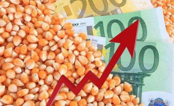 Неопределённость с урожаем кукурузы в Украине: рынок реагирует ростом цен - agroexpert.md