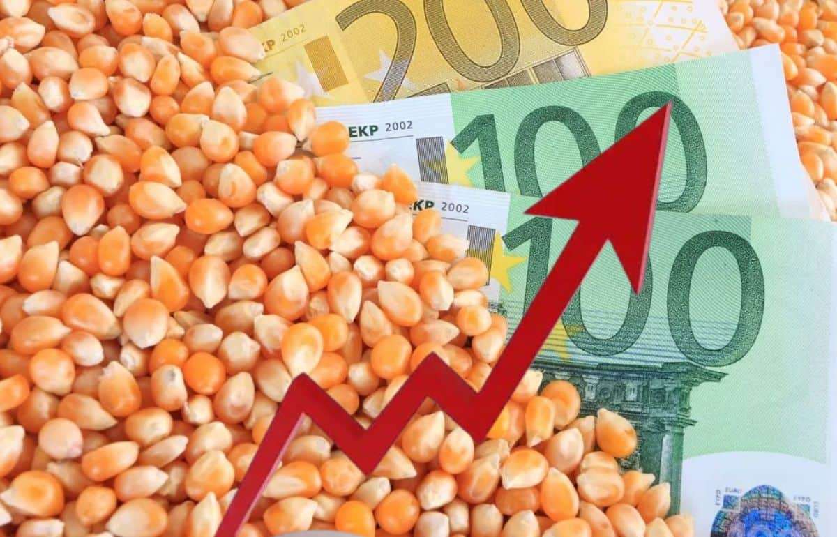 Неопределённость с урожаем кукурузы в Украине: рынок реагирует ростом цен - agroexpert.md