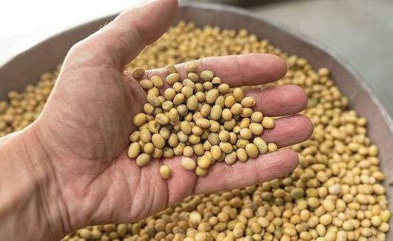 Comerțul R. Moldova cu boabe de soia - agroexpert.md