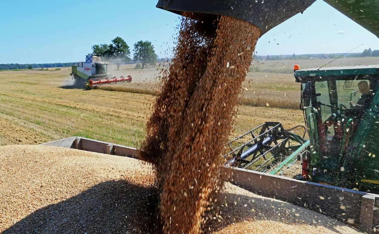 Евросоюзу в этом сезоне потребуется импортировать около 26 млн т зерна - agroexpert.md