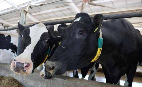 В Яловенском районе модернизировали коровью ферму с поддержкой AGGRI - agroexpert.md