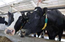 В Яловенском районе модернизировали коровью ферму с поддержкой AGGRI - agroexpert.md